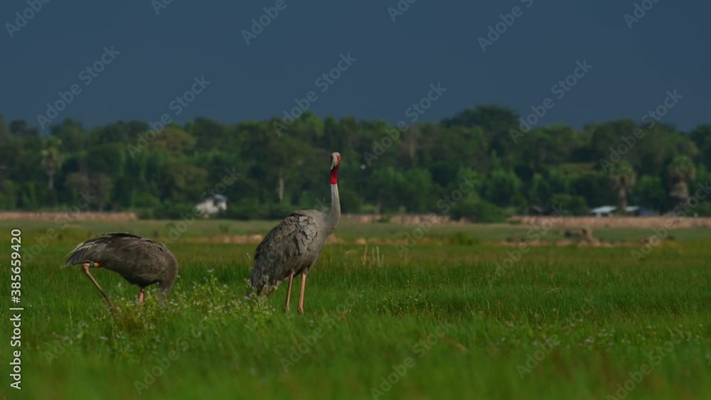 Eastern Sarus Crane, Antigone antigone sharpii; two individuals seen foraging on a grassland in Buriram during the afternoon, one is feeding while the other is watching around. Eastern Sarus Crane, Antigone antigone sharpii; two individuals seen foraging on a grassland in Buriram during the afternoon, one is feeding while the other is watching around.