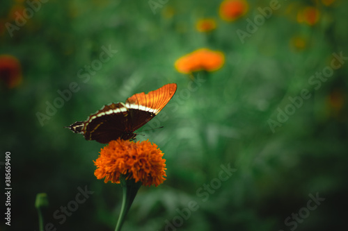 mariposa en la flor de cempasúchil