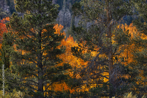 Orange and golds of Eastern Sierra fall color