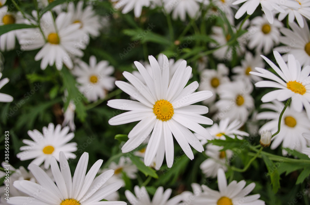 Fototapeta premium Close up of large yellow and white daisies growing wild