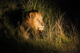 Male Lion in a South African Game Reserve
