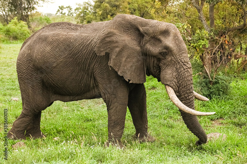 Adult African Elephants in a South African game reserve