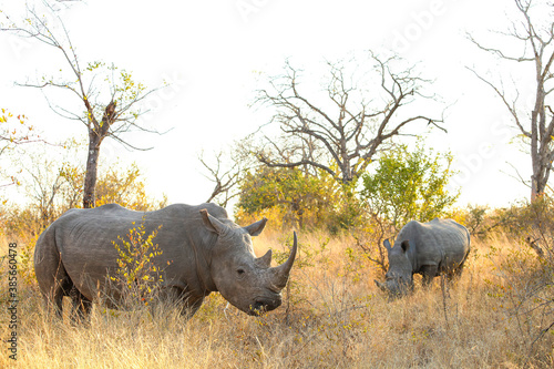 African White Rhino in a South African Game Reserve