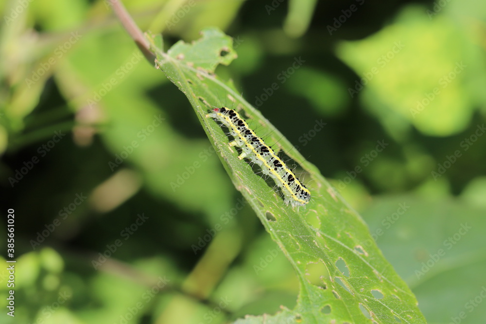 木の葉を食べるフタトガリコヤガの幼虫