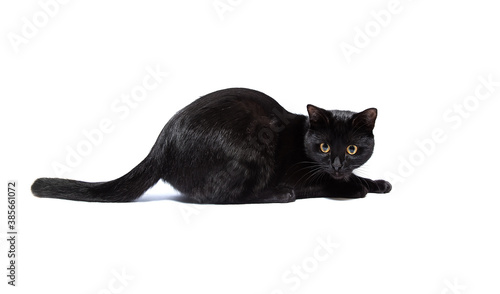 Portrait of a black cat isolated on a white background. Kitten with yellow eyes. Playing domestic pet