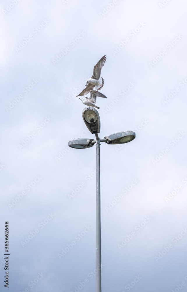 seagull and cloudy sky on street lamp