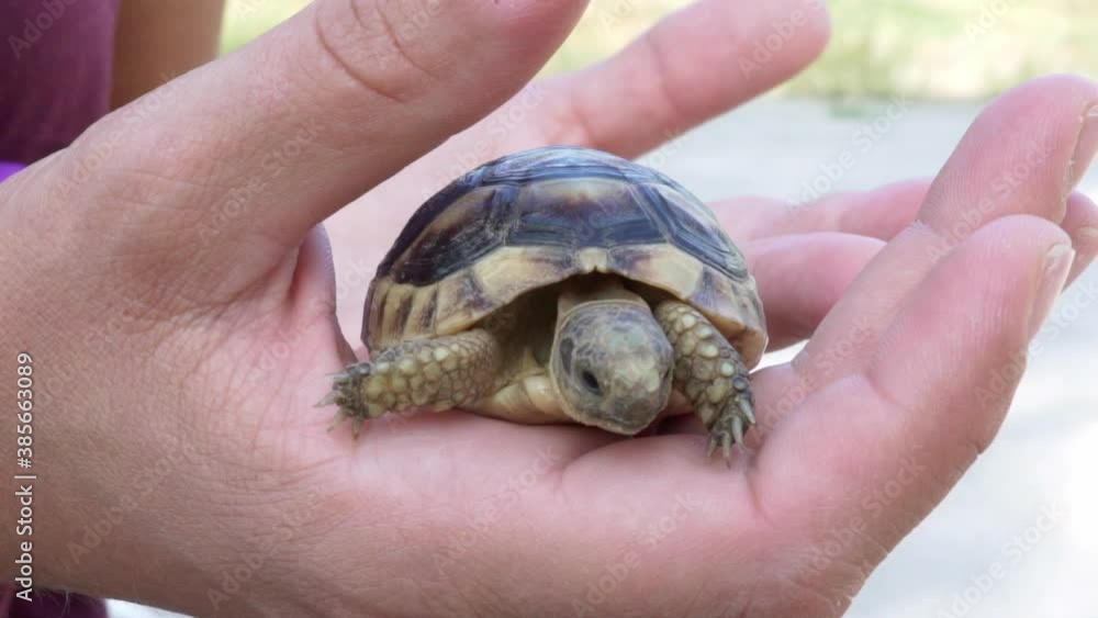 Close up on woman's hands, holding a baby leopard tortoise outdoors, rubbing her shell 120fps Close up on woman's hands, holding a baby leopard tortoise outdoors, rubbing her shell 120fps