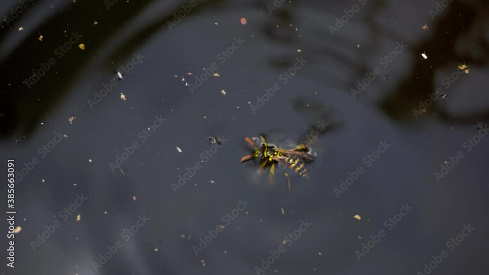 Wasp Drowning in Water kicking and trying to swim Wasp Drowning in Water kicking and trying to swim