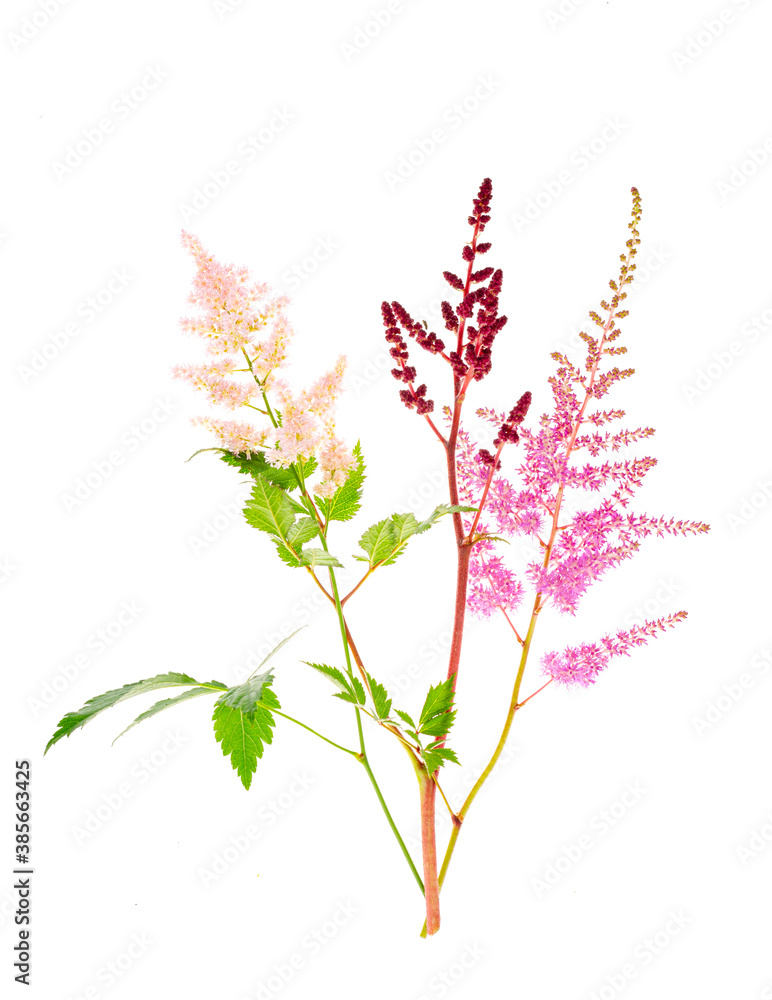 Colorful flowers and leaves of Astilbe. Photo