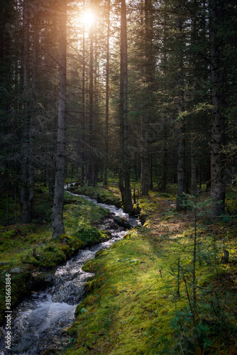 Forest landscape in early sunny morning. Dense forest, small stream, banks overgrown with green grass and moss. Picturesque siberian taiga scene.