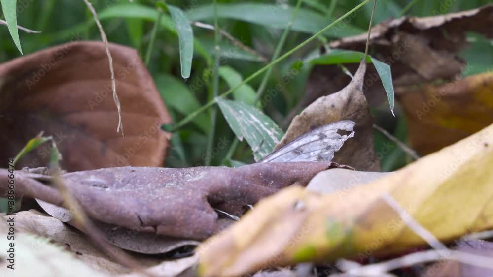 Extreme close up of dead butterfly with destroyed wings on ground with leaves and vegetation Extreme close up of dead butterfly with destroyed wings on ground with leaves and vegetation