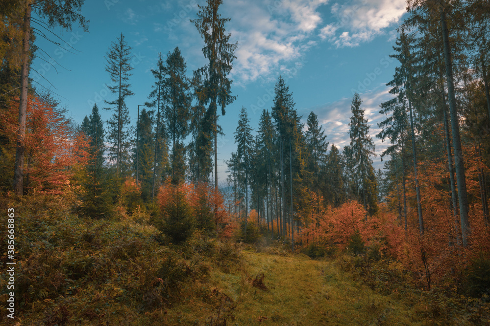 Beautiful autumn morning in the mountain hill spruce forest. Vivid morning in colorful woodland.