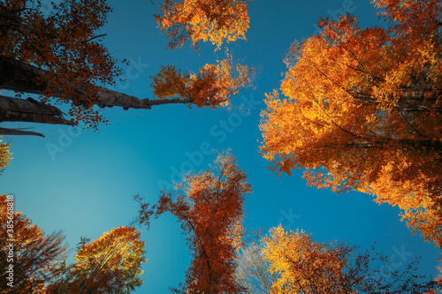 Looking up to the tops of trees in the autumn forest. The splendid morning scene in the colorful woodland. The beauty of nature concept background.