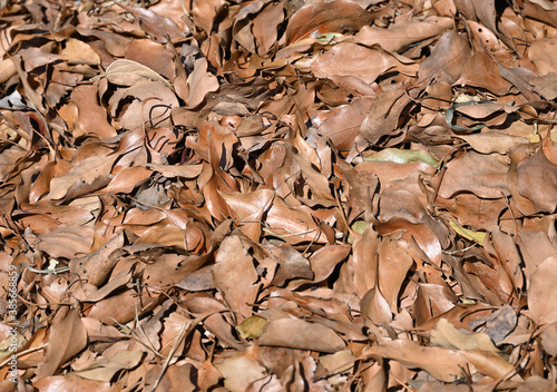 A pile of dried leaves