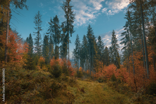 Beautiful autumn morning in the mountain hill spruce forest. Vivid morning in colorful woodland.