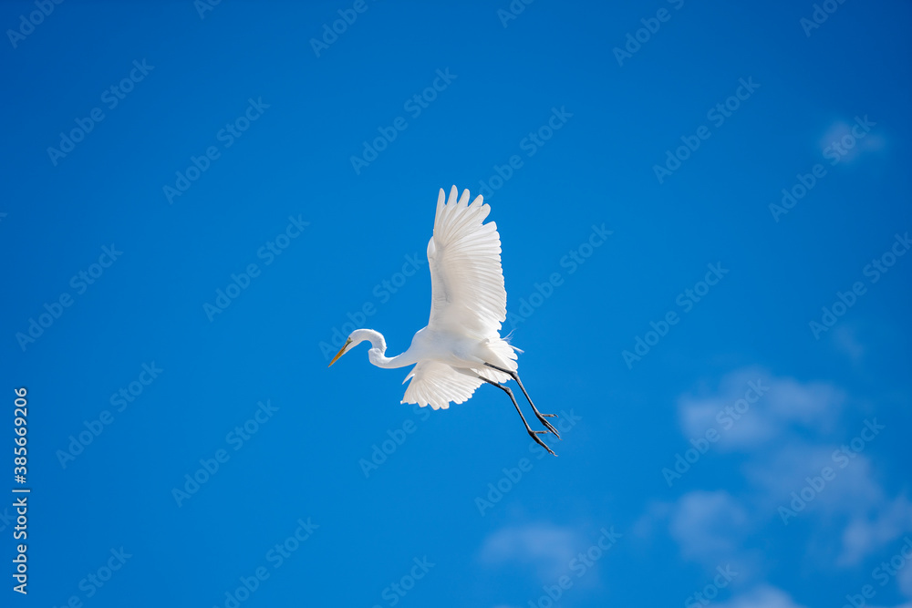 Fototapeta premium Flying white heron on blue sky background