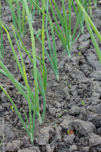 Onion growing on a garden bed in a spring season