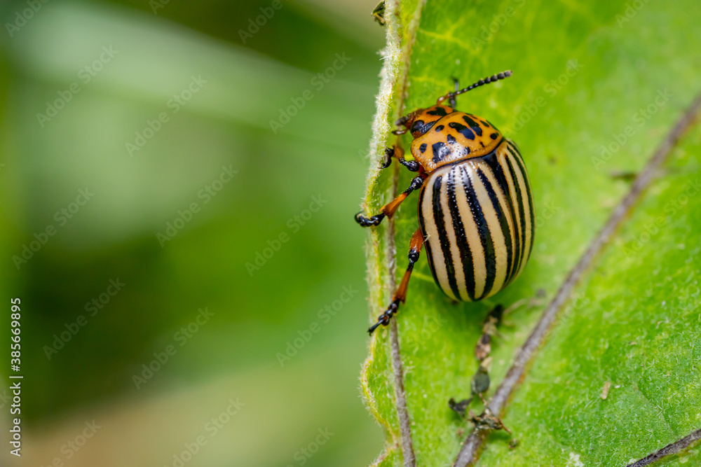 Colorado potato beetle (Leptinotarsa decemlineata) Colorado potato beetle (Leptinotarsa decemlineata)
