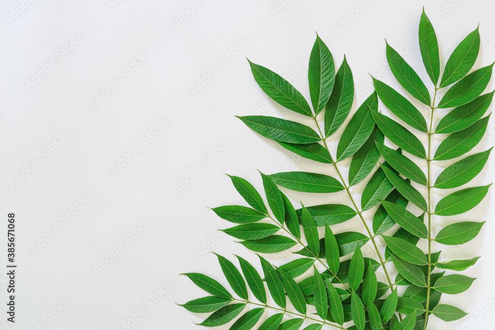 Fototapeta premium Green leaves on a white background With copy space