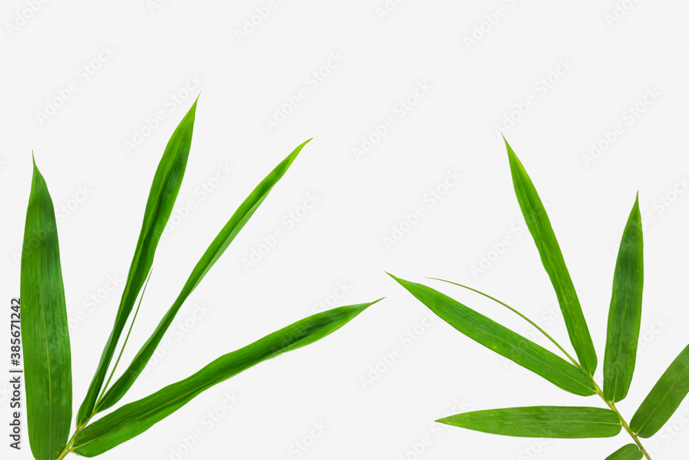 Fototapeta premium Bamboo leaf on isolated white background, Use texture as backdrop or wallpaper and design other
