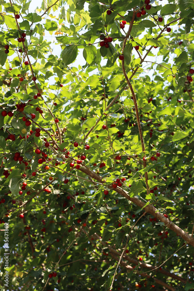 Close-up of red ripe fruits of a Cornelian cherry tree in the garden. Cornus mas on summer Close-up of red ripe fruits of a Cornelian cherry tree in the garden. Cornus mas on summer