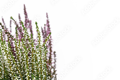 Booming branches of white 'Calluna vulgaris' heather plant on side of white background with empty copy space