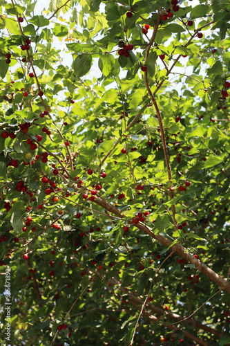 Close-up of red ripe fruits of a Cornelian cherry tree in the garden. Cornus mas on summer 