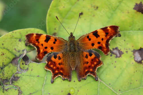 Polygonia egea butterfly on a green leaf. Orange and brown Southern Comma butterfly  photo