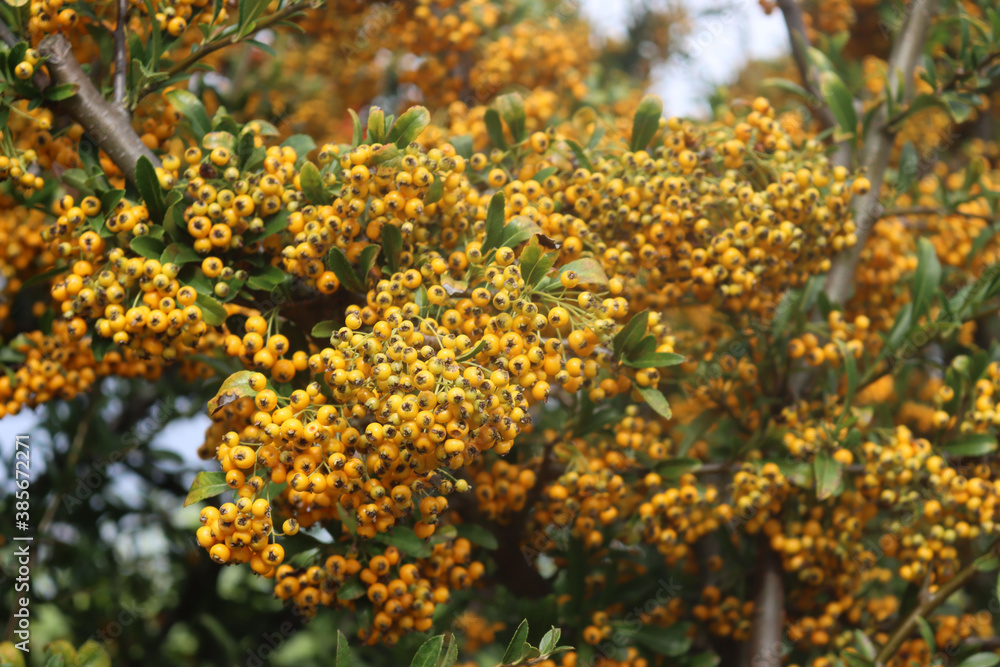 Close-up of Pyracantha or Firethorn hedge with yellow berries on branches in the garden on autumn season