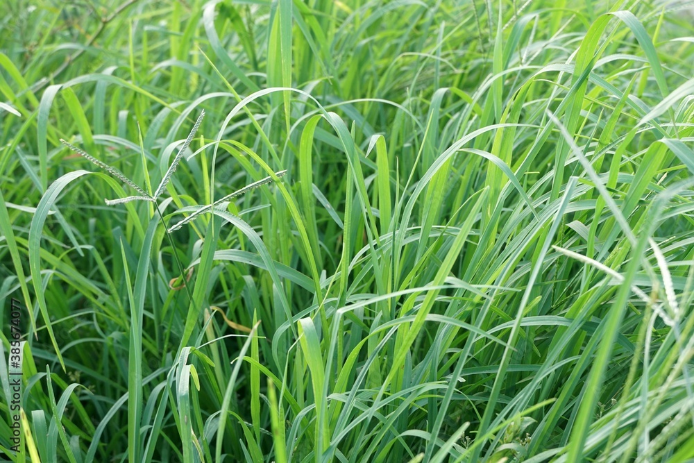 Fototapeta premium Fresh green grass in nature garden