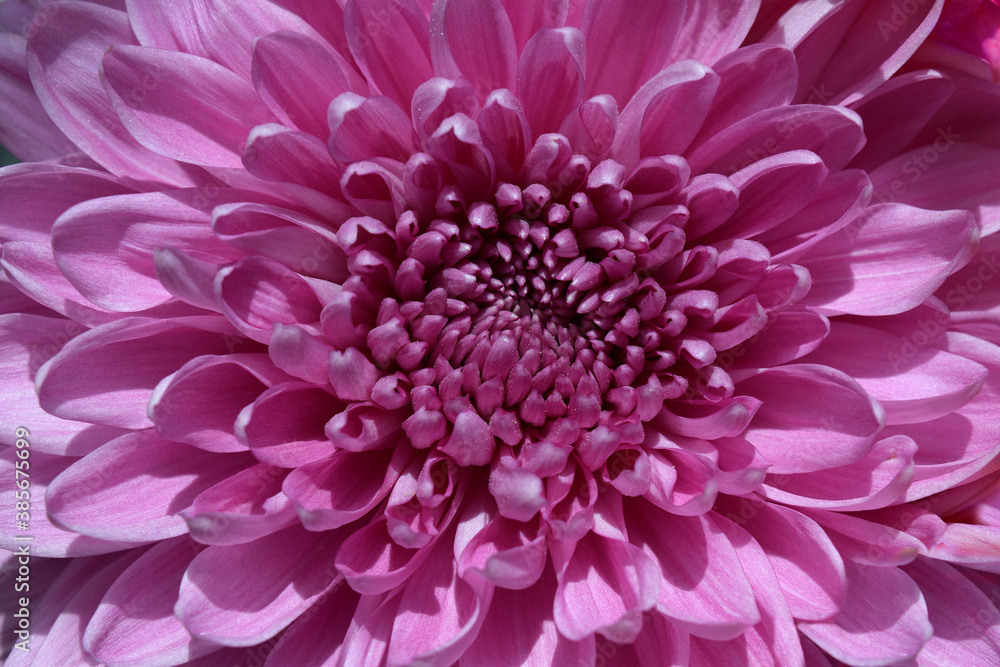 blooming chrysanthemum as a beautiful floral background blooming chrysanthemum as a beautiful floral background