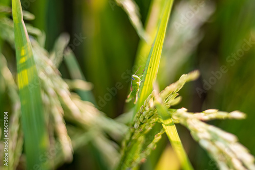 Closeup Cricket or Grasshopper on rice crop in the field