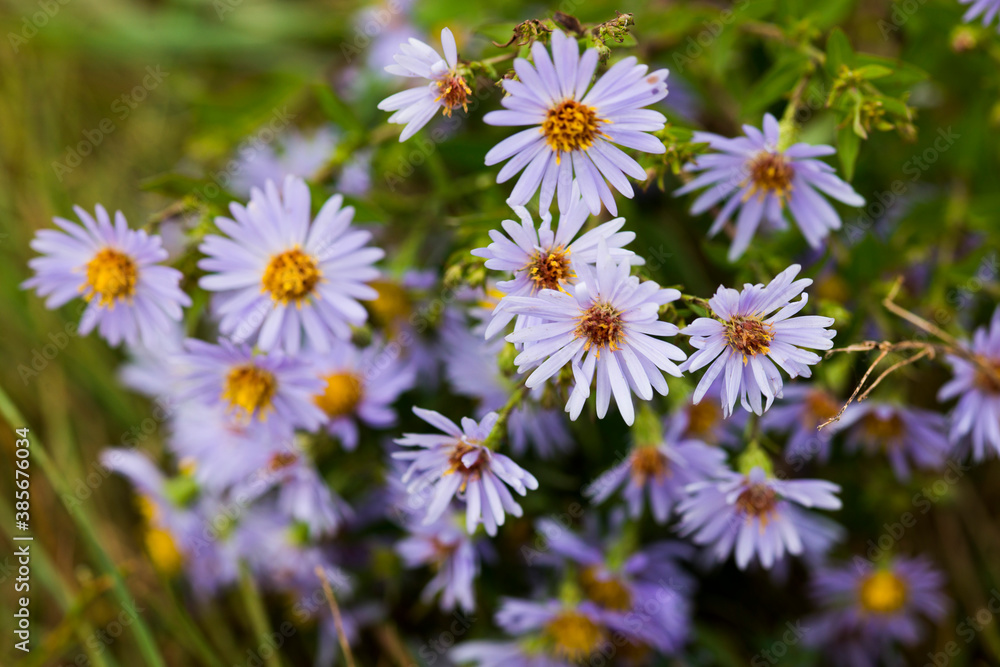 Autumn lilac daisies in the field
Autumn lilac daisies in the field