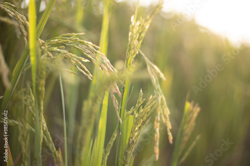Wallpaper Mural Closeup of Rice crops ready for harvest in the field Torontodigital.ca
