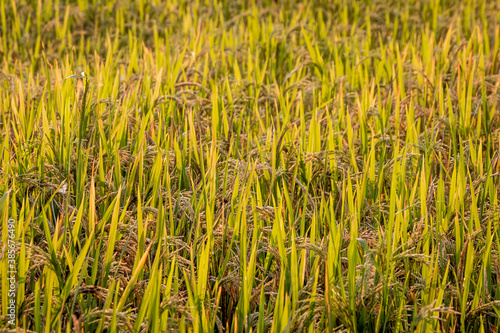 Closeup of Rice crops ready for harvest in the field