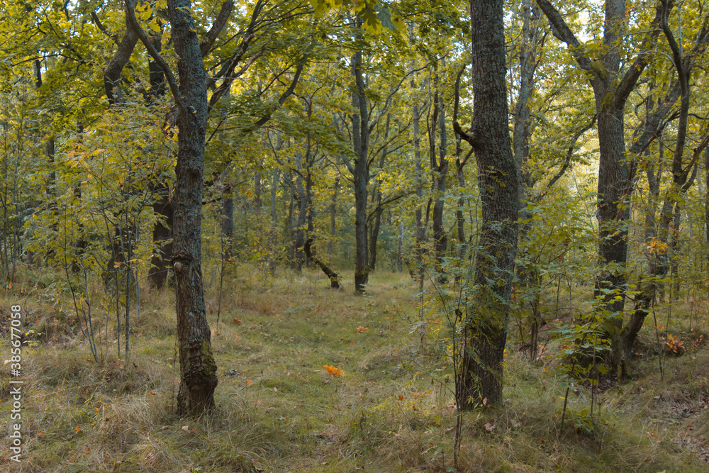 Fototapeta premium In the autumn forest, landscape.