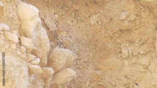 Nubian ibex Kid carefully descends from rocky hiil
Desert spring, Dead Sea, Israel, October 2020
 photo