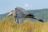 Shoebill inflight at Mabamba Swamp Uganda