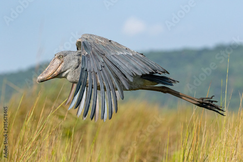 Fotografi Shoebill inflight at Mabamba Swamp Uganda