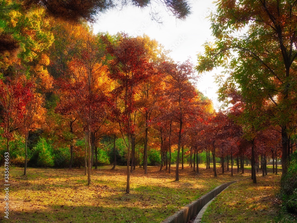 한국의 가을 단풍나무 풍경 Stock Photo | Adobe Stock