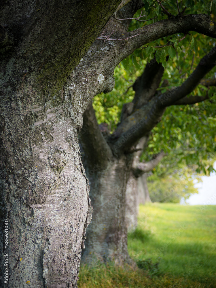 Bark of some old cherry trees in Burgenland Bark of some old cherry trees in Burgenland