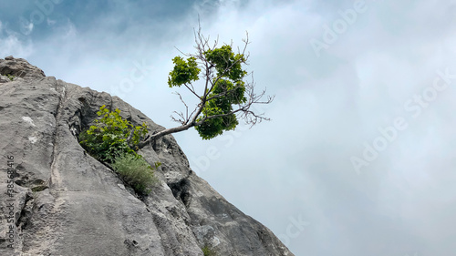 фотографія the struggle of the tree to survive and its exemplary position