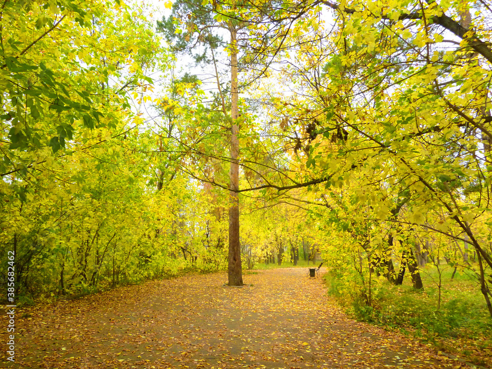 Naklejka premium Autumn landscape. Autumn trees with yellow foliage and autumn leaves on an asphalt road in abandoned park alley