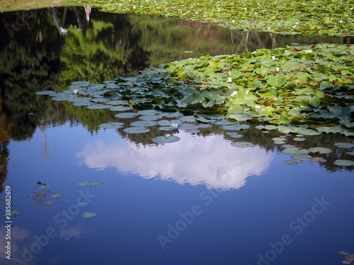 Lotus pond in the forest