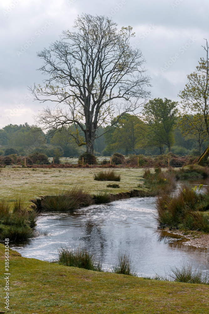 river on front of wood in field with tree river on front of wood in field with tree