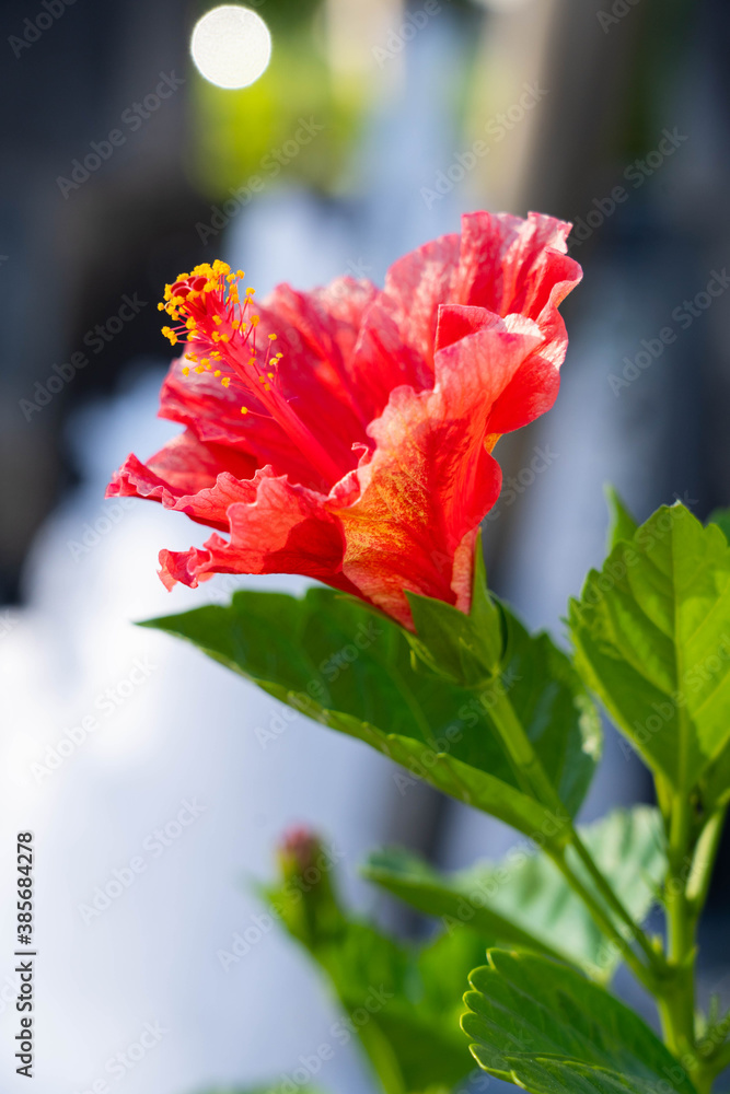 赤いハイビスカス Images Browse 31 Stock Photos Vectors And Video Adobe Stock