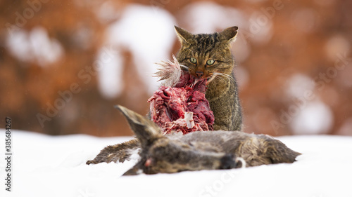 Canvas Print Hungry european wildcat, felis silvestris, feeding on snow in winter