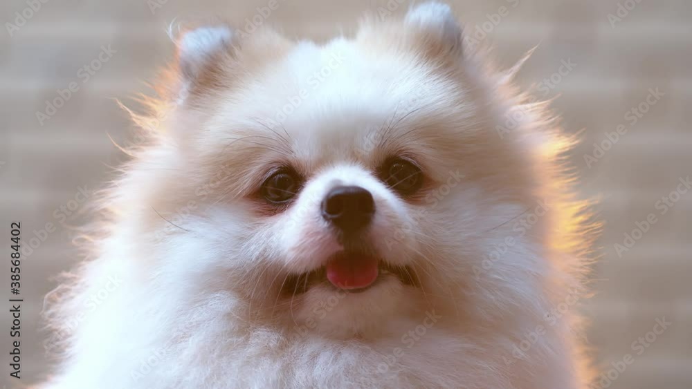 close up pomeranian white puppy dog with happy tongue face close up pomeranian white puppy dog with happy tongue face