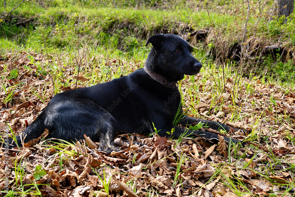 Family guard and protector. Dog in the forest Family guard and protector. Dog in the forest