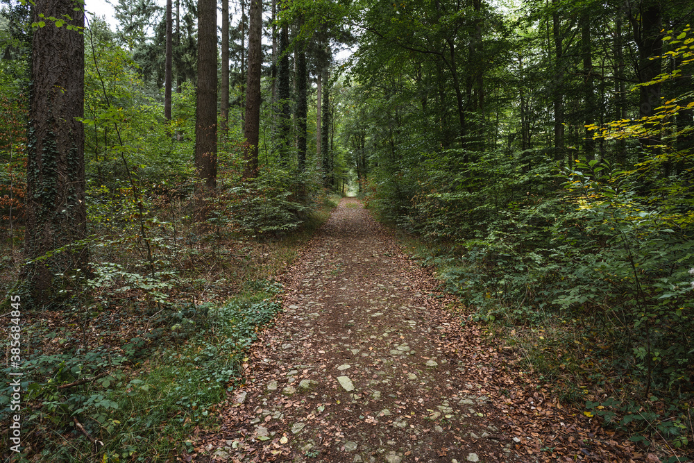 Steinweg an der Villa Rustica im Stadtwald Koblenz Steinweg an der Villa Rustica im Stadtwald Koblenz